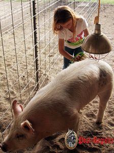 StockShow