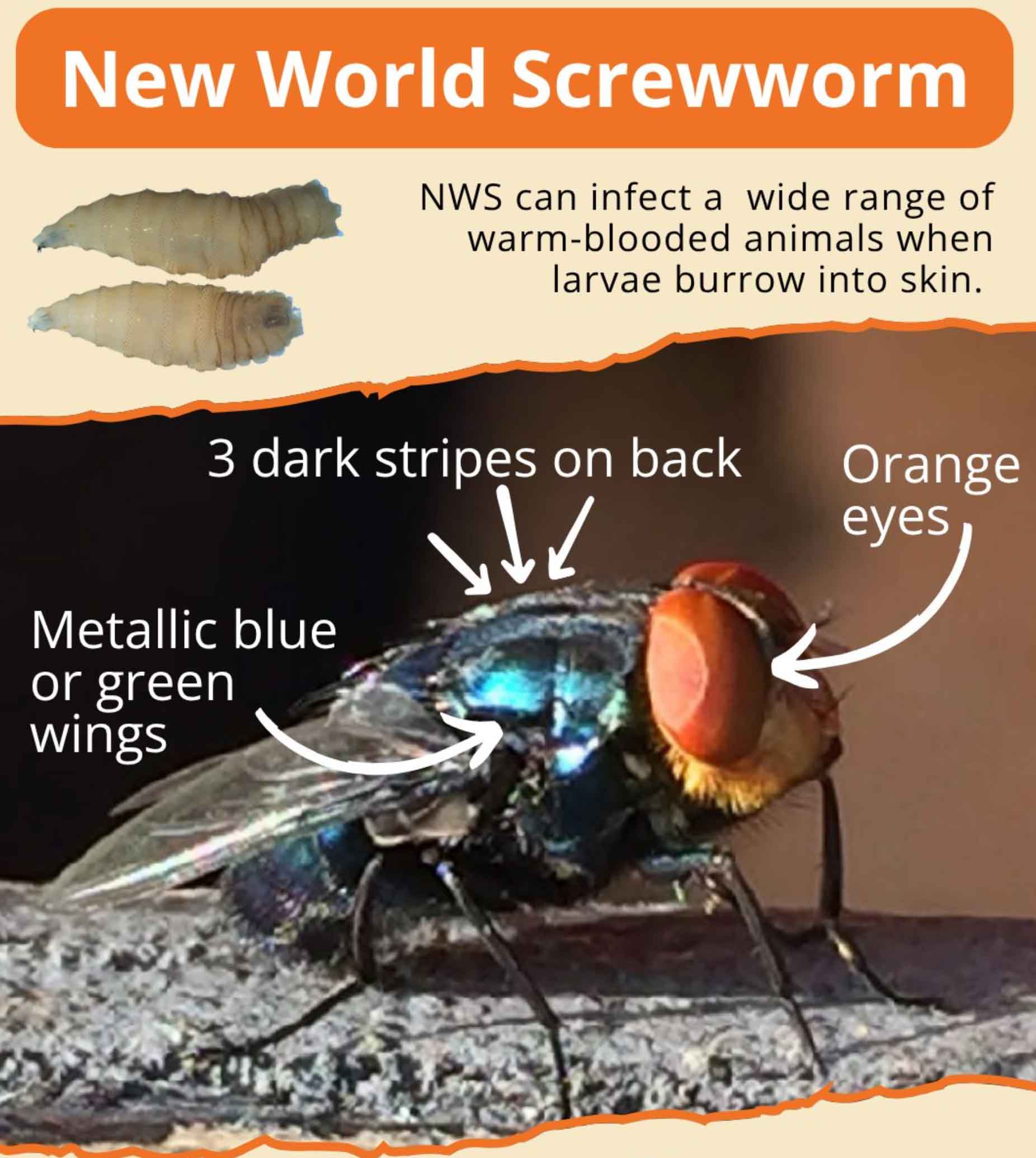 Flesh-Eating pest threatens Texas livestock and wildlife – Post