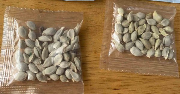 Strange seed packages appearing across Texas