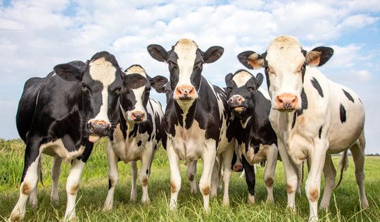 Latest cattle inventory report shows continued herd decline